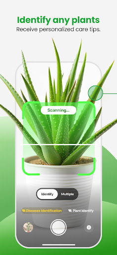 Identify any plants